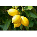 Chinese Wholesale Fresh Citrus Fruit High Nutrition Yellow Lemon